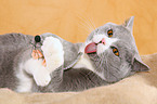 playing British Shorthair tomcat