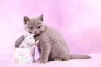 British Shorthair kitten