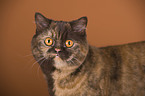 British Shorthair Portrait