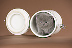 British Shorthair kitten