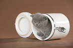 British Shorthair kitten