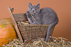 British Shorthair kitten