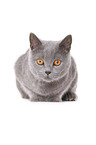 lying British Shorthair