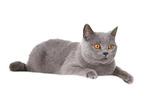 lying British Shorthair