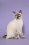 sitting British Shorthair