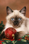 British Shorthair kitten