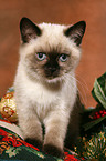 British Shorthair kitten