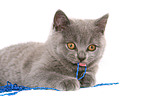 British Shorthair Kitten