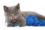 British Shorthair Kitten