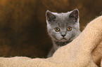 British Shorthair Kitten