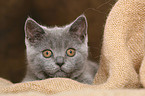 British Shorthair Kitten