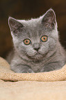 British Shorthair Kitten