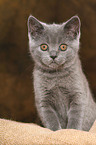 British Shorthair Kitten