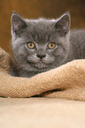 British Shorthair Kitten