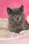 British Shorthair Kitten