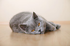 British Shorthair