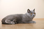 British Shorthair