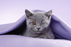 British Shorthair Kitten