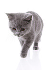 British Shorthair Kitten