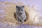 British Shorthair Kitten