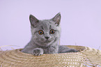 British Shorthair Kitten