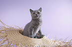 British Shorthair Kitten