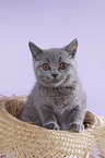 British Shorthair Kitten