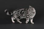 walking British Shorthair