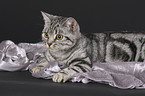 lying British Shorthair