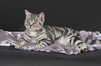 lying British Shorthair