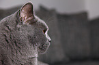 British Shorthair Portrait