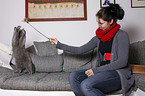 woman plays with British Shorthair