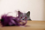 British Shorthair portrait