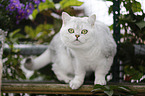 british shorthair