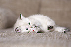 british shorthair kitten