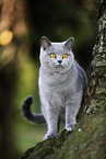 standing British Shorthair