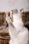 playing British Shorthair