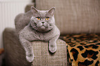 lying British Shorthair