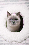 British Shorthair portrait