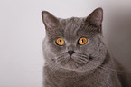 British Shorthair portrait