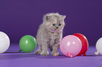 British Shorthair Kitten