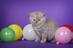 British Shorthair Kitten