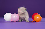 British Shorthair Kitten