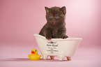 British Shorthair Kitten