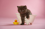 British Shorthair Kitten