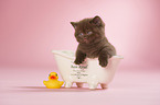 British Shorthair Kitten