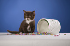 British Shorthair Kitten