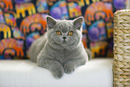 lying British Shorthair