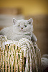 British Shorthair Kitten