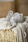 British Shorthair Kitten